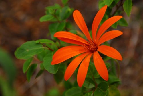 Fotografia de Julian Donatelli - Galeria Fotografica: Aves y Flores - Foto: 