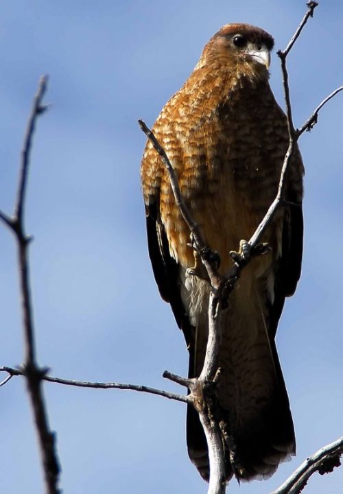 Fotografia de Julian Donatelli - Galeria Fotografica: Aves y Flores - Foto: 