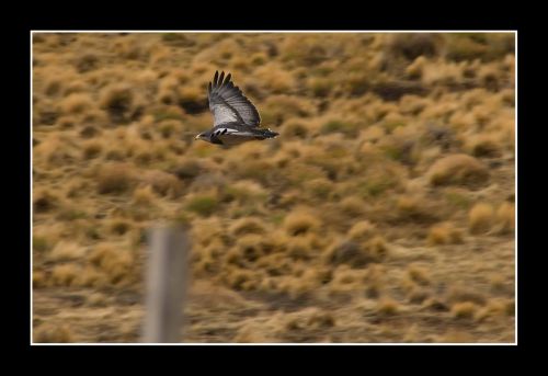 Fotografia de Julian Donatelli - Galeria Fotografica: Aves y Flores - Foto: 