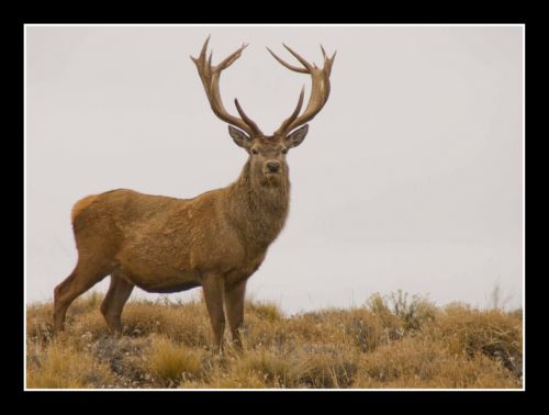 Fotografia de Julian Donatelli - Galeria Fotografica: Aves y Flores - Foto: 