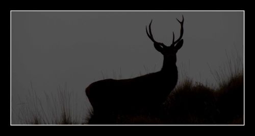 Fotografia de Julian Donatelli - Galeria Fotografica: Aves y Flores - Foto: 