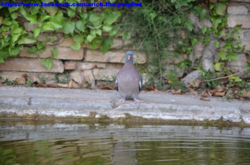 Fotografia de Erick Cueto - Galeria Fotografica: Parc Laberinto de Horta BCN - Foto: 