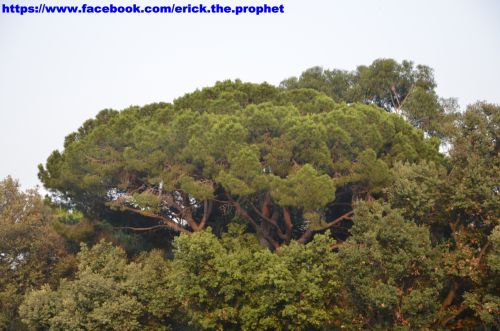 Fotografia de Erick Cueto - Galeria Fotografica: Parc Laberinto de Horta BCN - Foto: 