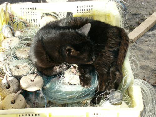 Fotografia de Pedro E. Marn Torres - Galeria Fotografica: Pedro Marn: momentos - Foto: Dormido