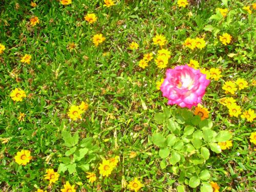 Fotografia de daygat - Galeria Fotografica: Tenerife - Foto: Sobresaliente