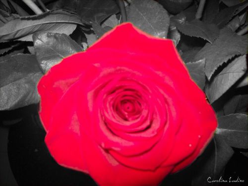 Fotografia de Carolina Ladino - Galeria Fotografica: CENTR�FUGA DEL AMOR - Foto: 