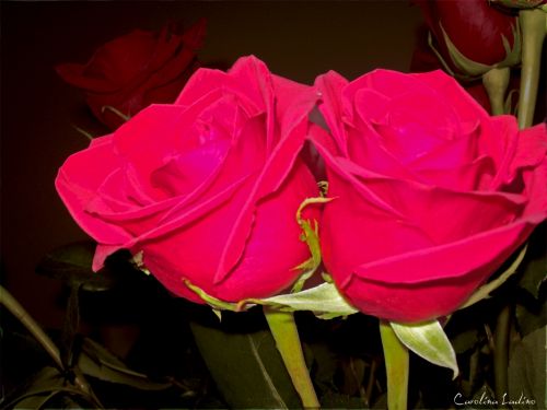 Fotografia de Carolina Ladino - Galeria Fotografica: CENTR�FUGA DEL AMOR - Foto: 