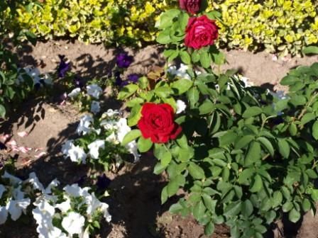 Fotografia de J.Sanz - Galeria Fotografica: Navalcarnero - Foto: 