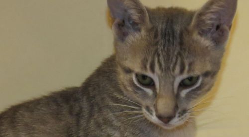 Fotografia de Piedrita - Galeria Fotografica: Miradas - Foto: 