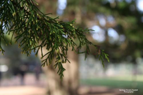 Fotografia de Santiago Moreira Musitelli - Galeria Fotografica: Mi Uruguay - Foto: 