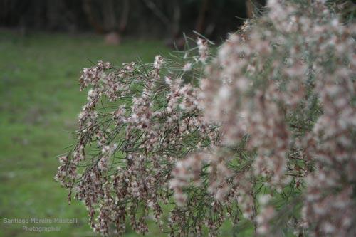Fotografia de Santiago Moreira Musitelli - Galeria Fotografica: Mi Uruguay II - Foto: 