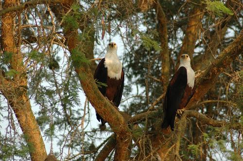 Fotografia de astrolabio - Galeria Fotografica: Uganda nos visit. - Foto: Una bonita pareja.