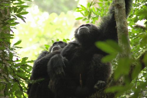 Fotografia de astrolabio - Galeria Fotografica: Uganda nos visit. - Foto: Chimpancs en Kibale.