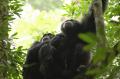 Miniatura Fotografías mas votadas » Fotografía: Chimpancs en Kiba