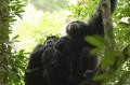 Fotos de astrolabio -  Foto: Uganda nos visit. - Chimpancs en Kibale.