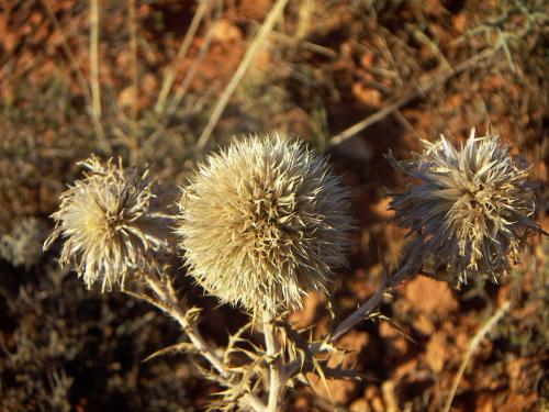 Fotografia de Alvaro - Galeria Fotografica: Natur - Foto: cardo