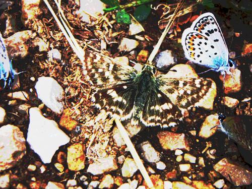 Fotografia de Alvaro - Galeria Fotografica: Natur - Foto: La reina