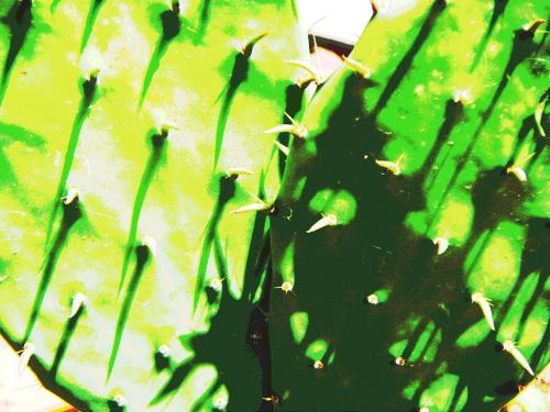 Fotografia de Alvaro - Galeria Fotografica: Natur - Foto: Rostro verde