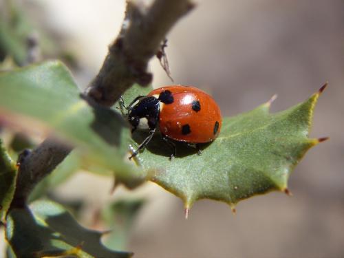 Fotografia de Alvaro - Galeria Fotografica: Natur - Foto: timida