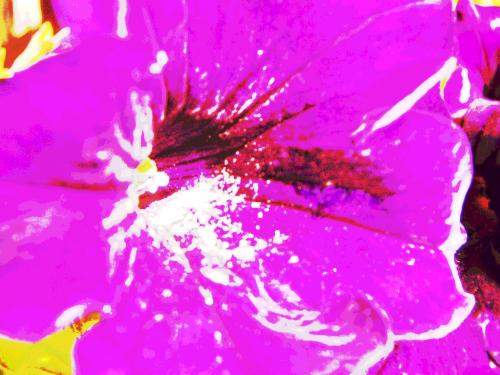 Fotografia de Alvaro - Galeria Fotografica: Natur - Foto: tunel naranja