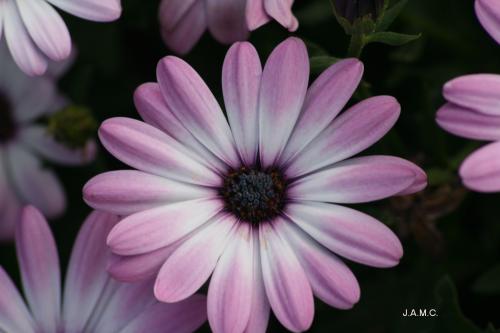 Fotografia de Jose Angel - Galeria Fotografica: FLORES - Foto: SOL VIOLETA