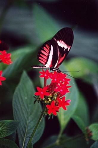 Fotografia de zecoutinho - Galeria Fotografica: naturaleza - Foto: borboleta