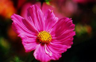 Fotografia de zecoutinho - Galeria Fotografica: naturaleza - Foto: flor