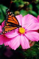 Fotografia de zecoutinho - Galeria Fotografica: naturaleza - Foto: borboleta 2