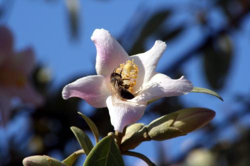 Fotografia de Jose Angel - Galeria Fotografica: FLORES - Foto: ALIMENTANDOSE