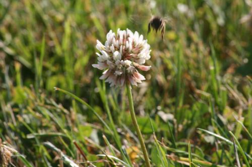 Fotografia de Jose Angel - Galeria Fotografica: FLORES - Foto: ATERRIZAJE