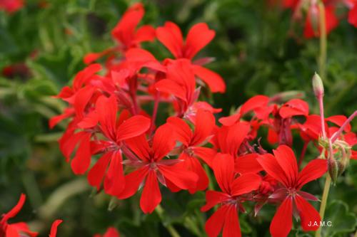 Fotografia de Jose Angel - Galeria Fotografica: FLORES - Foto: ROJO FUEGO