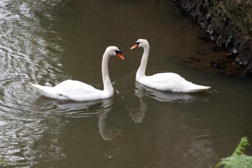 Fotografia de Jose Angel - Galeria Fotografica: FLORES - Foto: EN PAREJA