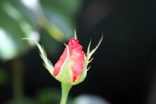 Fotografia de Jose Angel - Galeria Fotografica: FLORES - Foto: EL INICIO