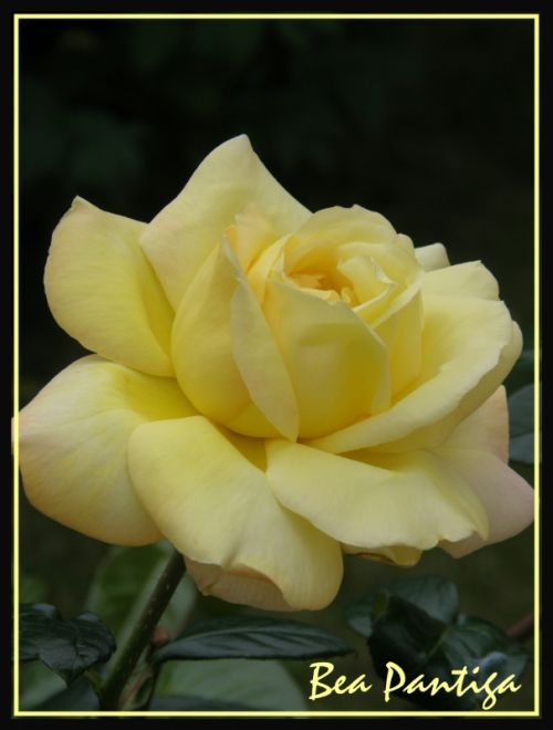 Fotografia de BEA PANTIGA - Galeria Fotografica: ROSA ROSAE - Foto: 