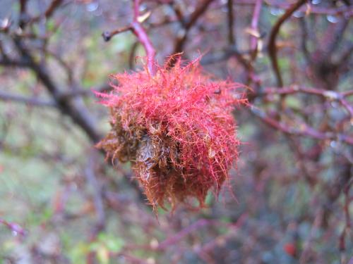 Fotografia de mus - Galeria Fotografica: variado - Foto: fruto