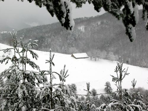 Fotografia de mus - Galeria Fotografica: variado - Foto: nieve
