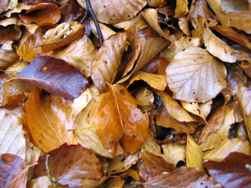 Fotografia de mus - Galeria Fotografica: variado - Foto: Hojas Secas