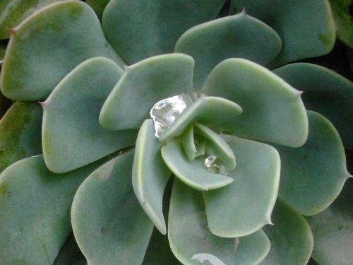 Fotografia de A.Billy - Galeria Fotografica: first one - Foto: joyas matutinas