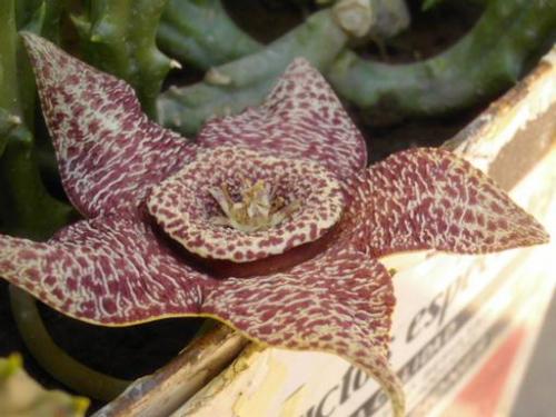 Fotografia de A.Billy - Galeria Fotografica: first one - Foto: star02