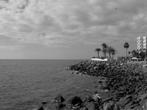 Fotografia de mus - Galeria Fotografica: variado - Foto: en blanco y negro