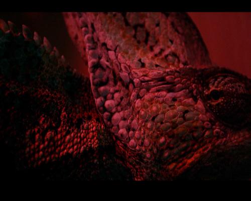 Fotografia de Hinnfo - Galeria Fotografica: Fotografas - Foto: Camaleon