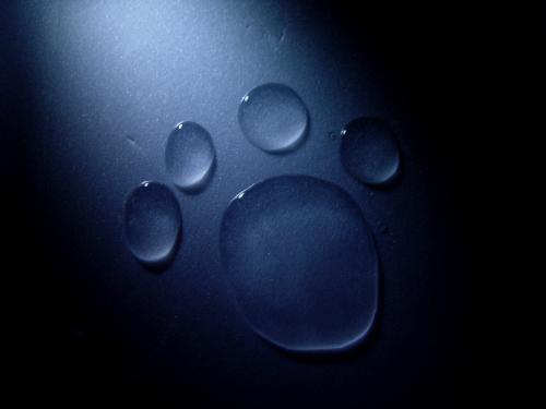 Fotografia de Maymone - Galeria Fotografica: Artstica - Foto: Tarefa para o investigador