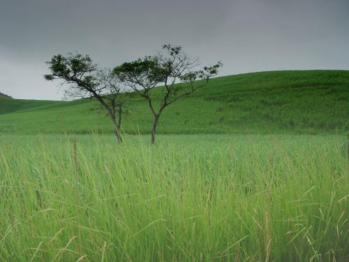 Fotografia de Maymone - Galeria Fotografica: Naturaleza - Foto: Um casal harmonioso