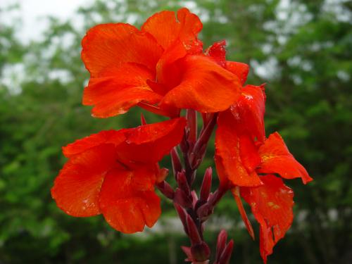 Fotografia de Maymone - Galeria Fotografica: Naturaleza - Foto: Flor de papoula