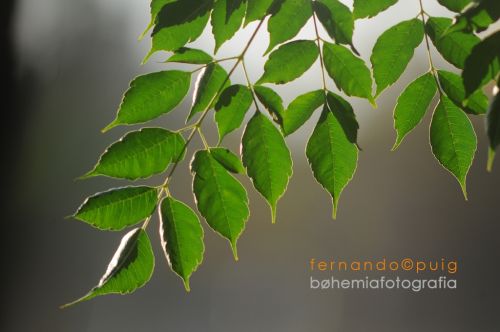 Fotografia de fernando�puig - Galeria Fotografica: aquerencie - Foto: 