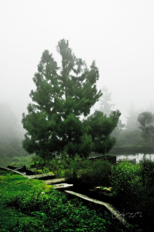 Fotografia de daniel amadeo rodriguez - Galeria Fotografica: Un paseo por el pramo andino - Foto: 