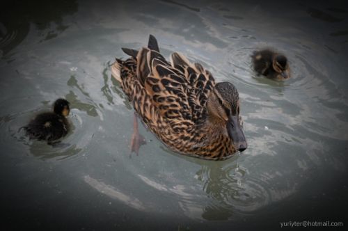 Fotografia de Terry74 - Galeria Fotografica: Naturaleza  - Foto: 