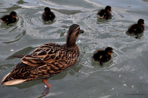 Fotografia de Terry74 - Galeria Fotografica: Naturaleza  - Foto: 