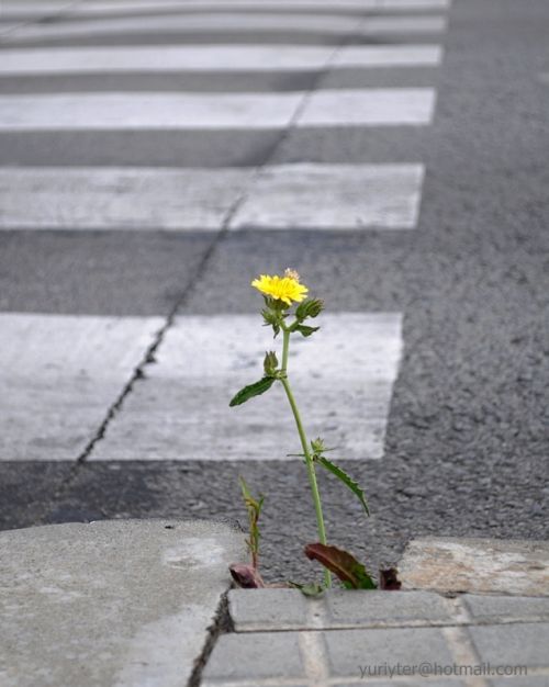 Fotografia de Terry74 - Galeria Fotografica: Naturaleza  - Foto: 