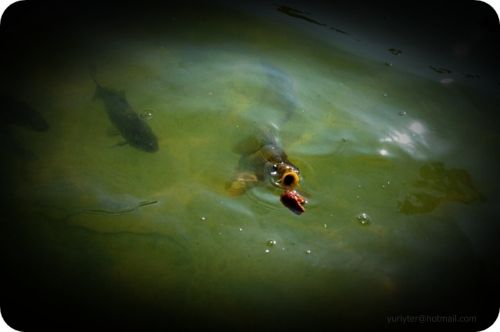 Fotografia de Terry74 - Galeria Fotografica: Naturaleza  - Foto: 